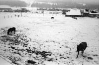 Image of sheet 19870370 photo 9: altes Bauernhaus Schulhaus, Vacherin wird angeboten. Pferd steht im Schnee. Olivia Bodo Lamparski an der Ausstellung in Wangen b. Dübendorf Kulturnäpfli, Züri-Nica Fotoasusstellung Photoausstellung Zürich Nicaragua 1987