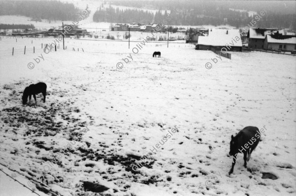 Image of sheet 19870370 photo 9: altes Bauernhaus Schulhaus, Vacherin wird angeboten. Pferd steht im Schnee. Olivia Bodo Lamparski an der Ausstellung in Wangen b. Dübendorf Kulturnäpfli, Züri-Nica Fotoasusstellung Photoausstellung Zürich Nicaragua 1987