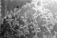 Image of sheet 19880010 photo 1: © 1988, olivia heussler /www.clic.li
Eisblumen am Fenster im Erismannhof. Zürich Kreis 4 vier Aussersihl Schweiz Switzerland swiss Europe 1988 
iceflower
√
