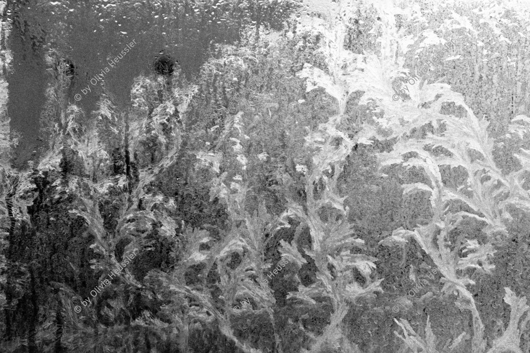 Image of sheet 19880010 photo 1: © 1988, olivia heussler /www.clic.li
Eisblumen am Fenster im Erismannhof. Zürich Kreis 4 vier Aussersihl Schweiz Switzerland swiss Europe 1988 
iceflower
√