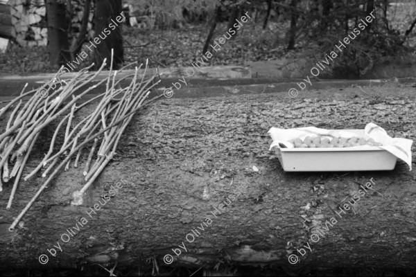 Image of sheet 19880040 photo 17: alter Männer stehen zusammen an Holzgant.Sie schreiben sich die Preise auf. Percy Heussler ist auch dabei. Nr. 12 und 13. Die langen Holz Stiehle zum Cervelats Braten liegen bereit. Die Männer braten Cervelats über dem Feuer. Ein alter Mann zeigt in die Luft. Die Cervelats liegen zum Braten bereit. Die Männer geniessen etwas warmes in der winterlichen Kälte. (!) Holzgant Holzverarbeitung Fällanden Kanton Zürich Schweiz wood forest market man men meat sausage