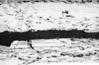 Image of sheet 19880210 photo 23: rtsg. 880190 Städtische Wohnsiedlung Erismannhof im Schnee. Fussspuren im Schnee. Zürich 1988 √ Aussersihl Kreis 4 vier Schweiz Switzerland Europe swiss snow tracks