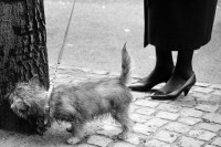 Image of sheet 19880260 photo 8: Passantinnen vor Geschäften.  Pelzmäntel. Reiche Damen. Mit Einkaufstaschen und Hund unterwegs. Bäume schneiden an der Bahnhofstrasse Kreis 1 eins Zürich 1988 √ 
dog animal pet shoping Schweiz Switzerland swiss Schweizer Europe