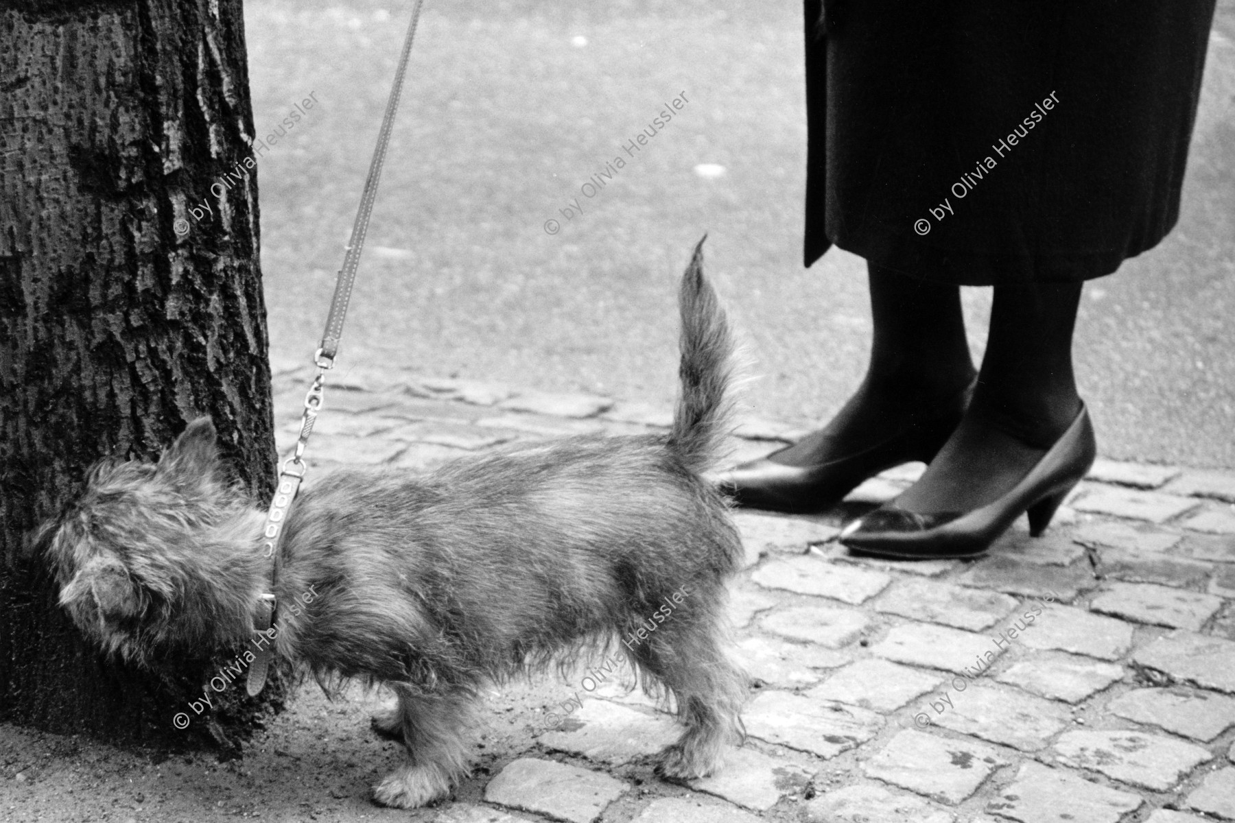 Image of sheet 19880260 photo 8: Passantinnen vor Geschäften.  Pelzmäntel. Reiche Damen. Mit Einkaufstaschen und Hund unterwegs. Bäume schneiden an der Bahnhofstrasse Kreis 1 eins Zürich 1988 √ 
dog animal pet shoping Schweiz Switzerland swiss Schweizer Europe