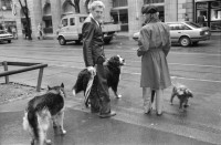 Image of sheet 19880270 photo 29: frstg. 880260        Damen plaisieren vor Schaufenster Damen unter Regenschirmen. Mann mit USA auf dem Rücken. Herren mit Hundchen. gefolgt von einem Hund. in Pelzmäntel an der Zürcher Bahnhofstrasse. Zürich 1988