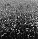 Image of sheet 19880790 photo 12: Ich versuche im Bild präsent zu sein, meine Hände sind auf dem Bild. 6 x 6 Hasselblad Schweiz Olivia Heussler Zürich Fällanden 1988 √ Mais feld corn field harvest Switzerland swiss farming ZHDK
my Hand in the cornfield Europe agriculture