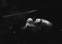 Image of sheet 19880860 photo 13: Eisbären im Zoo Zürich, Schweiz Switzerland 1988.