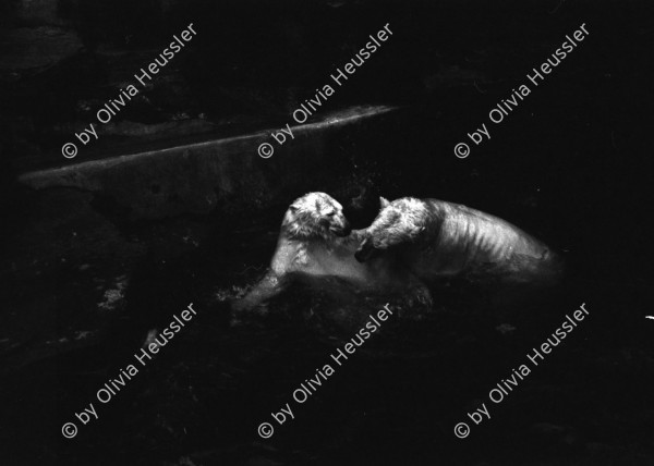 Image of sheet 19880860 photo 13: Eisbären im Zoo Zürich, Schweiz Switzerland 1988.