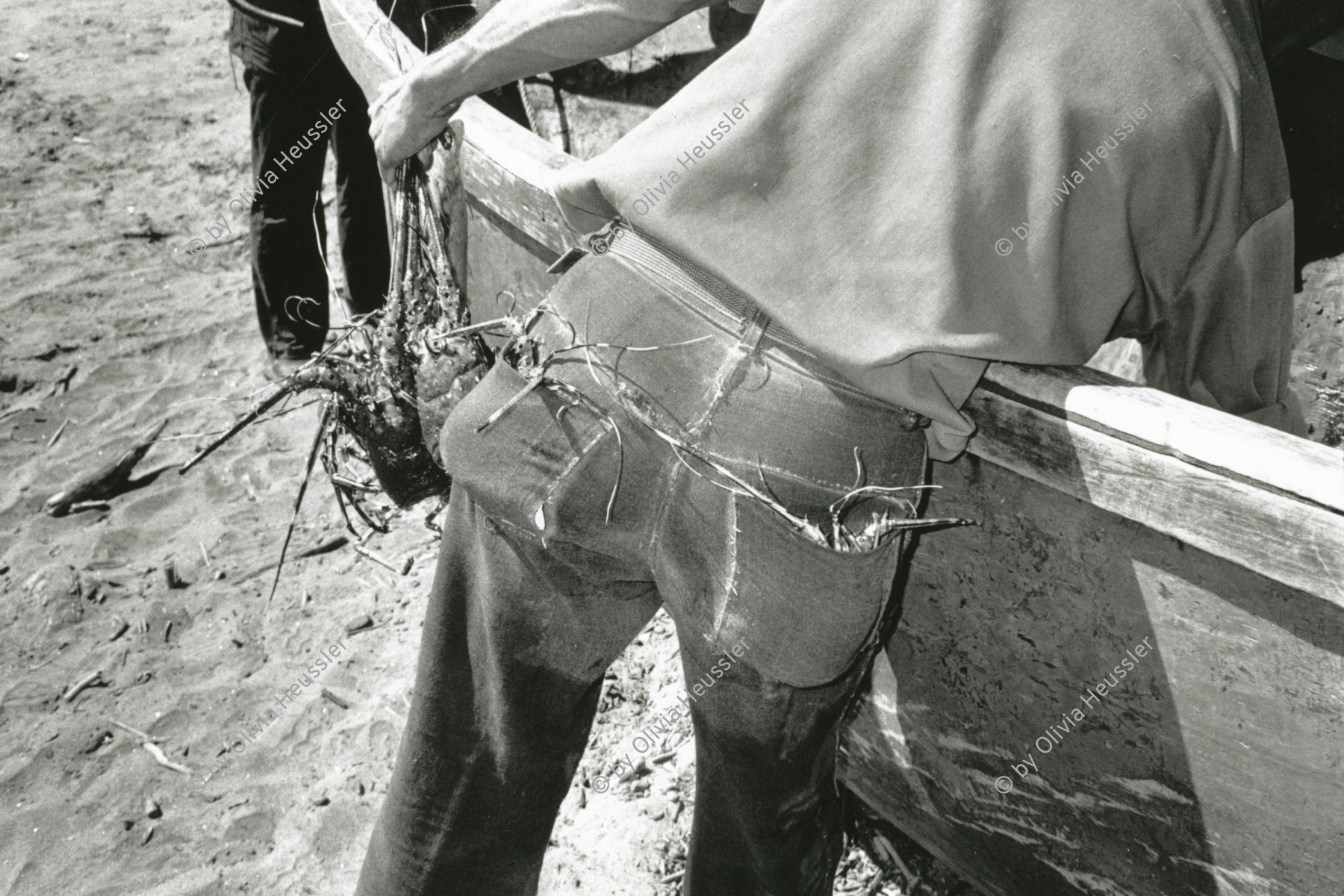 Image of sheet 19881060 photo 26: Abgerissene Hummerbeine in der Hosentasche Gesässtasche einer jeans hose, Nicaragua 12.88 1988 √ Hummer Fang Meer Pazifik