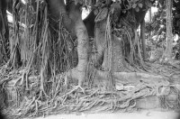 Image of sheet 19881070 photo 29: Eingang der Nicalit werke in San Raffael del Sur. Arbeitet mit Asbest. Funde re: Carlos A. Noguera Dir. Ejecutivo Fundacion Nicaraguense de Desarollo. apt. 2598 Managua. Strassenszene. Menschenschlangen. Kinder. Cafeteria Casa de Gobierno Kultur. Baumwurzeln. Nackte Kleinkinder auf dem Gehsteig. Strassenkind Knabe mit Banknoten Junge mit Geldscheinen vor der 'Banco de America' im vom Erdbeben zerstörten Gebiet der ehemaligen Altstadt Managuas. Nicaragua 1988