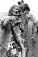 Image of sheet 19881080 photo 32: Auch in Nicaragua wird der Hai für seine Flossen gejagt. Er ist am aussterben. Nicaragua. 1988 √ Pazifikküste La Boquita Haifischflossen Flossen Haifisch Fischerei

Kids waiting to get a peace of fresh fish out of the pacific sea. the fin of the shark in front already has been taken away for export to japan. sharks are in danger. La Boquita,  Nicaragua 1988