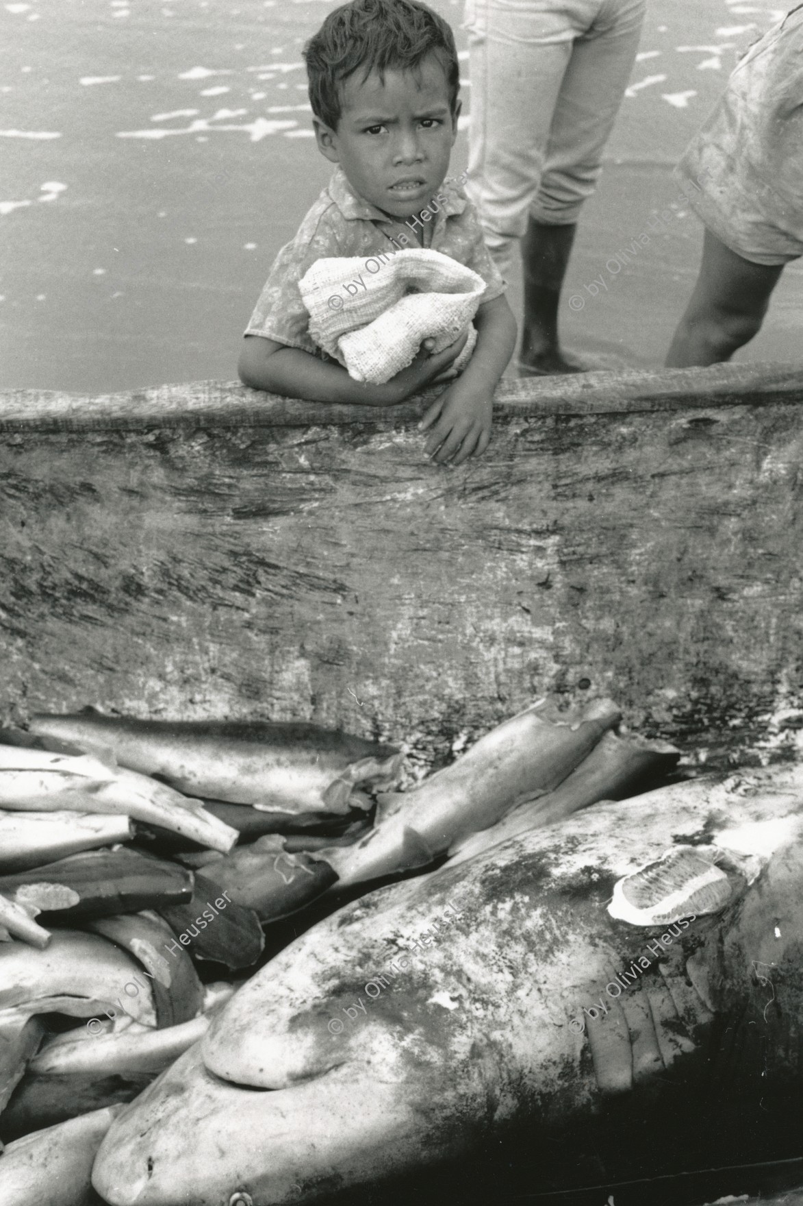 Image of sheet 19881080 photo 33: Auch in Nicaragua wird der Hai für seine Flossen gejagt. Er ist am aussterben. Nicaragua. 1988 √ Pazifikküste La Boquita Haifischflossen Flossen Haifisch Fischerei


Kid waits to get a peace of fresh fish out of the pacific sea. the fin of the shark in front already has been taken away for export to japan. sharks are in danger. La Boquita,  Nicaragua 1988