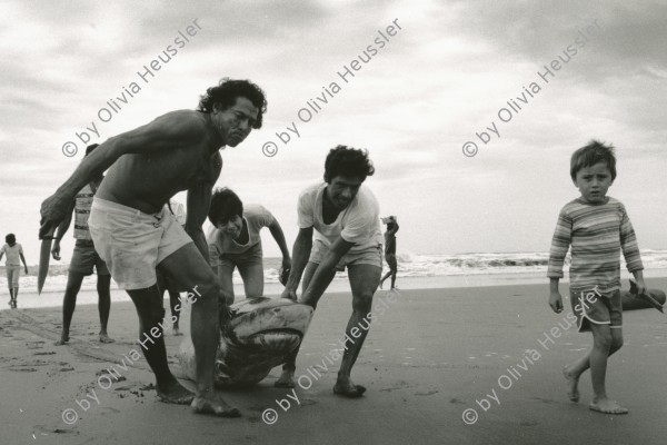 Image of sheet 19881080 photo 36: Pazifikküste La Boquita 

the fin of the shark in front already has been taken away for export to japan. sharks are in danger. La Boquita, Nicaragua 1988 America central