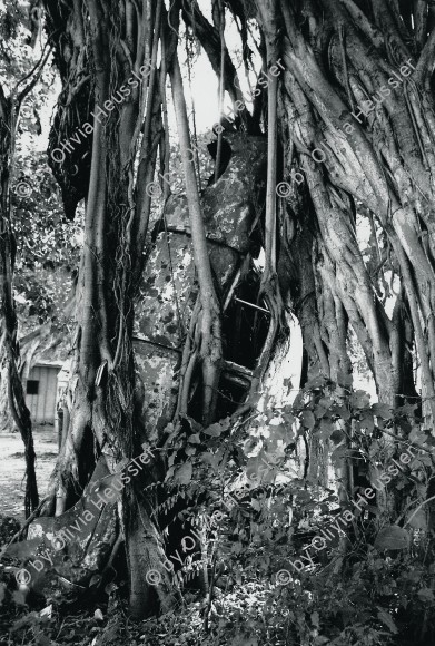 Image of sheet 19881090 photo 15: Ein altes Fahrzeug wird von den Wurzeln eines Baumes Baumwurzeln aufgezogen. Managua Nicaragua 1988 √ Olsmobile
An old car vehicle is eaten by the roots of a tree. nature tree car mobile transport plant 
Out of: From time to time  / Von Zeit zu Zeit 
Out of: Der Traum von Solentiname  /  The dream of Solentiname  /  El sueño de Solentiname page  Nr:  122
Exhibition: Kunstraum Winterthur, 2009
Silvergelatine Print 39x58 signed
Shadows and other Natures