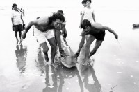 Image of sheet 19881090 photo 2: the fin of the shark in front already has been taken away for export to japan. sharks are in danger. La Boquita, Nicaragua 1988