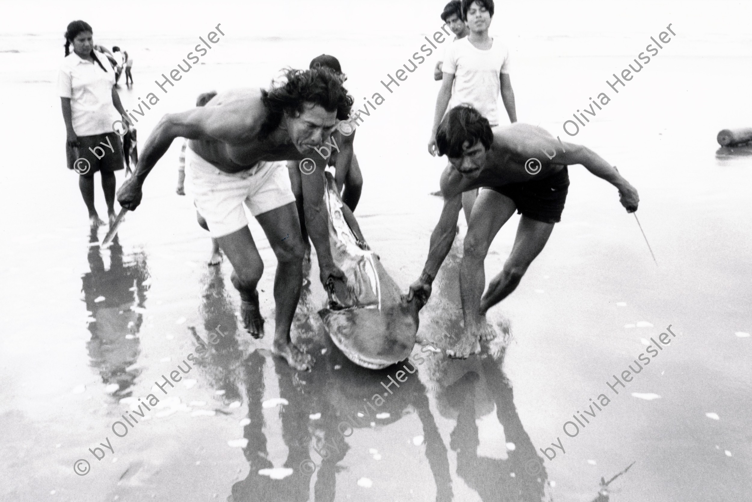 Image of sheet 19881090 photo 2: the fin of the shark in front already has been taken away for export to japan. sharks are in danger. La Boquita, Nicaragua 1988