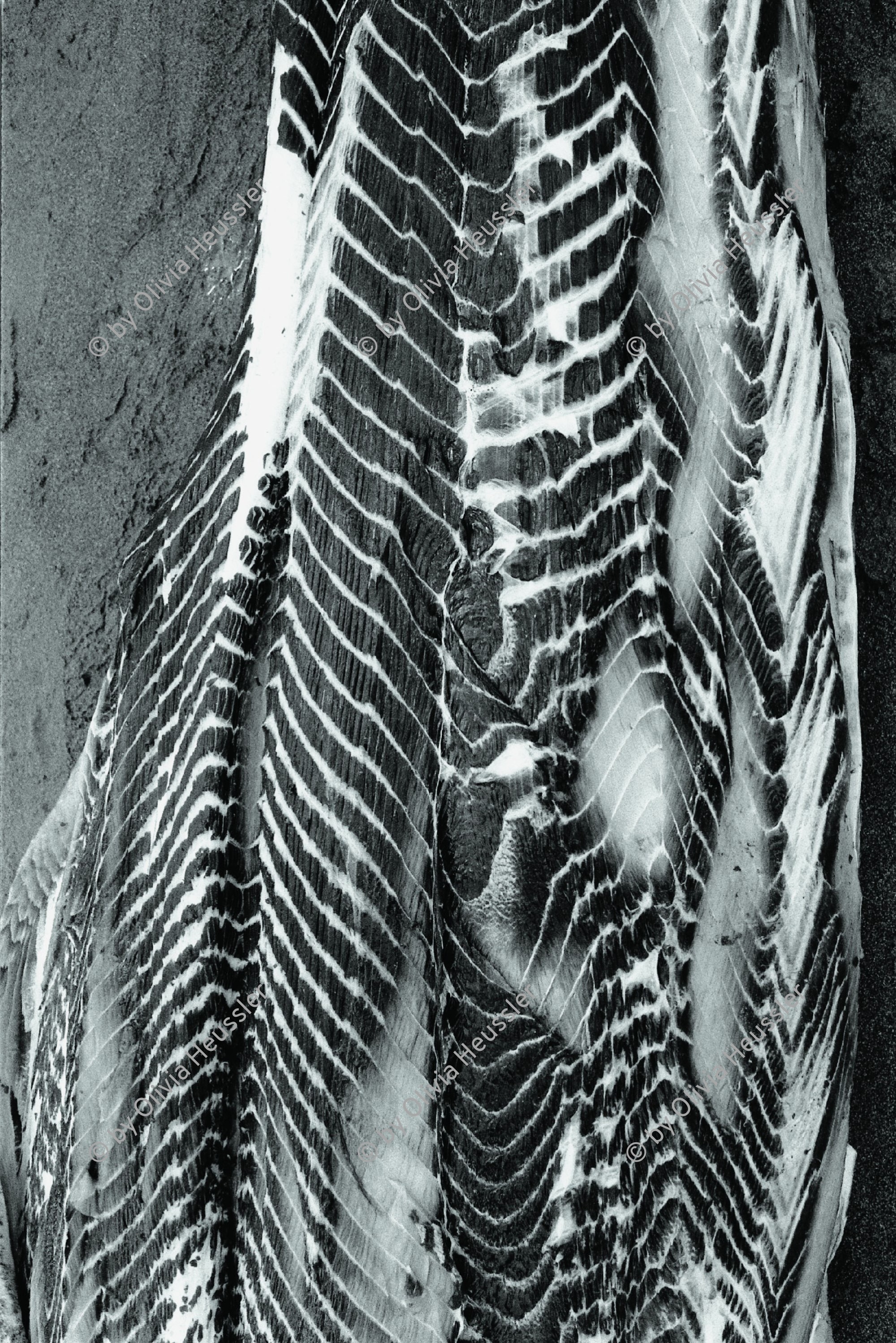 Image of sheet 19881090 photo 4: In Nicaragua werden Haifische gefischt und ihre Flossen nach Japan verkauft. Haifisch fleisch Fisch Nicaragua 1988 √

Aus: von Zeit zu Zeit 

Carne de tiburón.
A los tiburones se los pesca por sus aletas,
que se exportan a Japón. La Boquita,
Dpto. de Carazo, 1988

Dep. Carazo, 1988

Out of: Der Traum von Solentiname  /  The dream of Solentiname  /  El sueño de Solentiname page  Nr: 120
Exhibition: Kunstraum Winterthur
Silvergelatine Print 39x85 signed