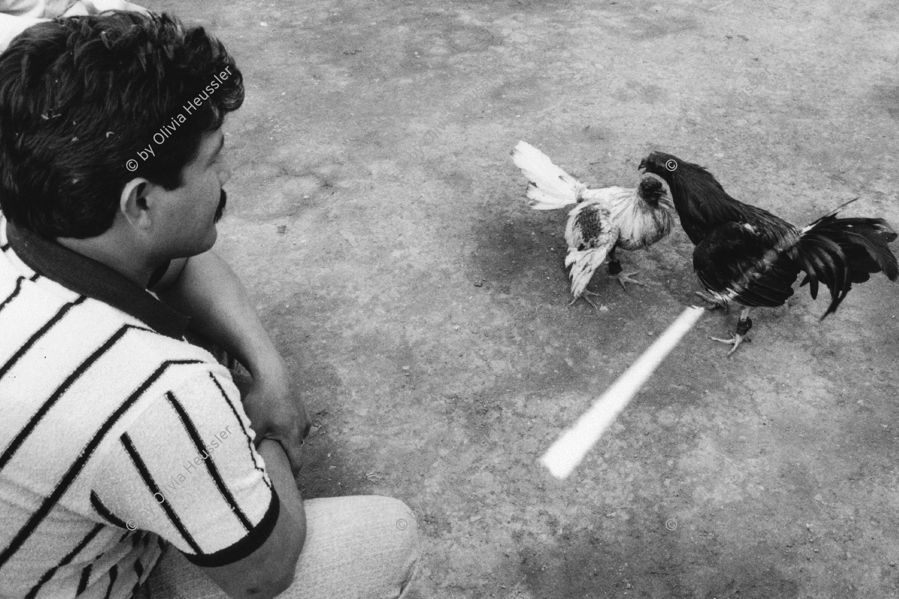 Image of sheet 19881140 photo 11: Am Jahresende verspielen die Männer ihr Geld beim Hahnenkampf, Mexico Chiapas 1988.