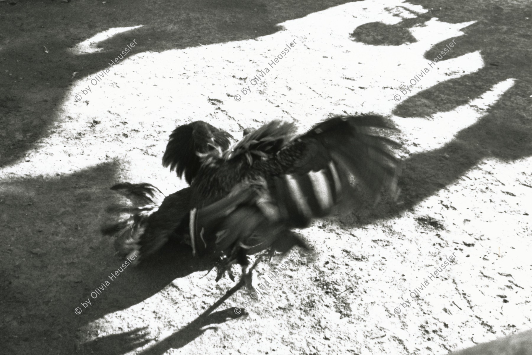 Image of sheet 19881150 photo 0: Am Jahresende ist der Hahnenkampf ein beliebter Sport, San Cristobal de las Casas, Mexico 1988.
At year-end, the cockfight is a widespread hard