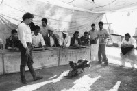 Image of sheet 19881150 photo 11: Am Jahresende ist der Hahnenkampf ein beliebter Sport, San Cristobal de las Casas, Mexico 1988.
At year-end, the cockfight is a widespread hard

© 1988, Olivia Heussler