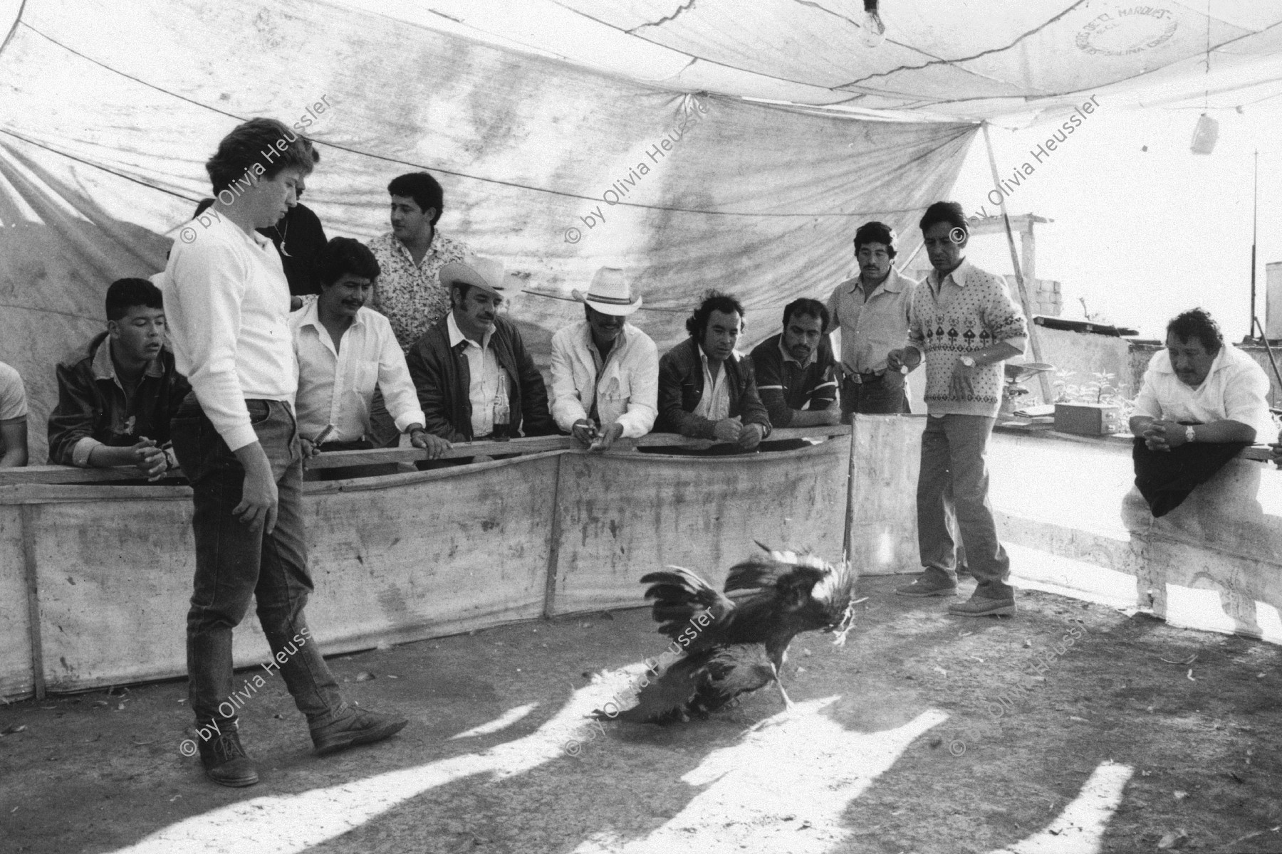 Image of sheet 19881150 photo 11: Am Jahresende ist der Hahnenkampf ein beliebter Sport, San Cristobal de las Casas, Mexico 1988.
At year-end, the cockfight is a widespread hard

© 1988, Olivia Heussler