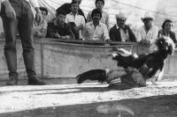 Image of sheet 19881150 photo 20: Am Jahresende ist der Hahnenkampf ein beliebter Sport, San Cristobal de las Casas, Mexico 1988.
At year-end, the cockfight is a widespread hard