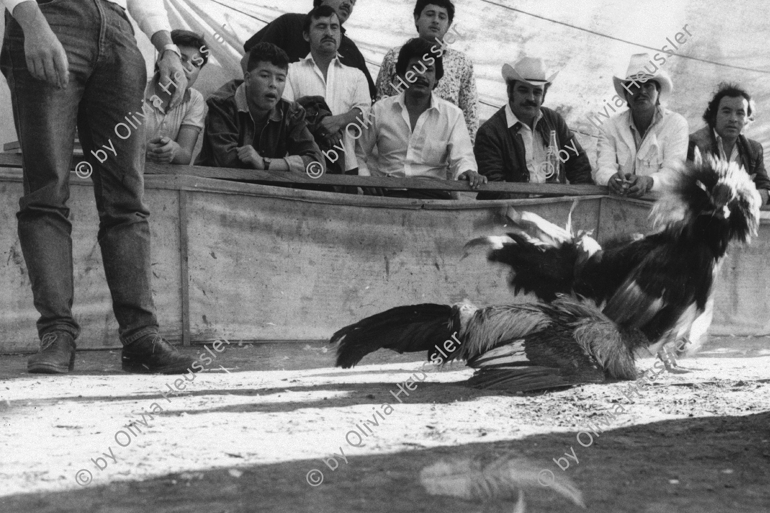 Image of sheet 19881150 photo 20: Am Jahresende ist der Hahnenkampf ein beliebter Sport, San Cristobal de las Casas, Mexico 1988.
At year-end, the cockfight is a widespread hard