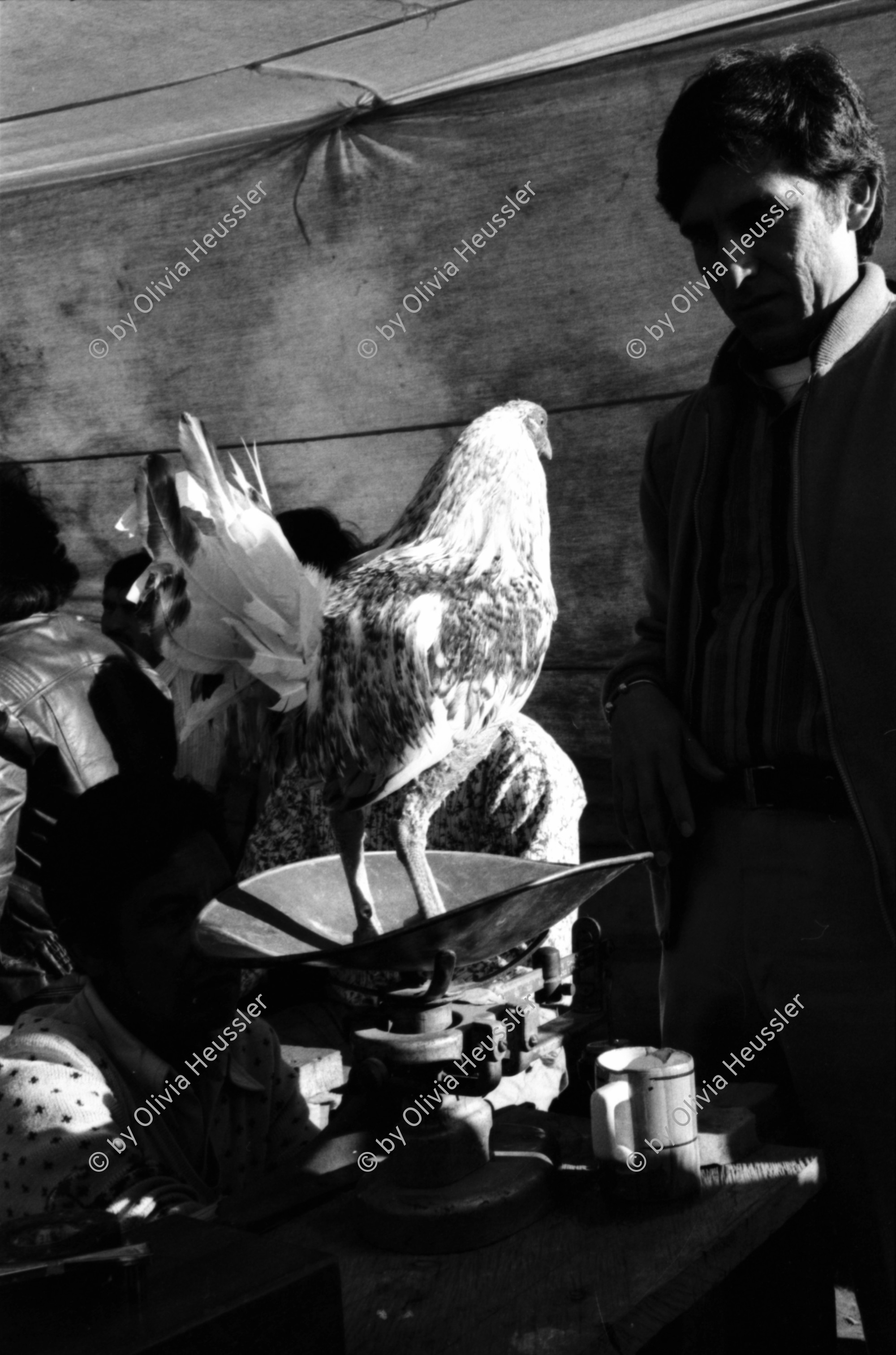 Image of sheet 19881150 photo 28: frtsg. 881140 Portrait  Antonio Turok mit Kamera. Hahn im Licht wirft lange Schatten. Toter Hahn. Zuschauer im Ring.
San Cristobal de las Casas Chiapas Mexico 1988 Hahnenkampf 
At year-end, the cockfight is a widespread hard