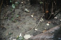 Image of sheet 19883000 photo 55: Erismannhof