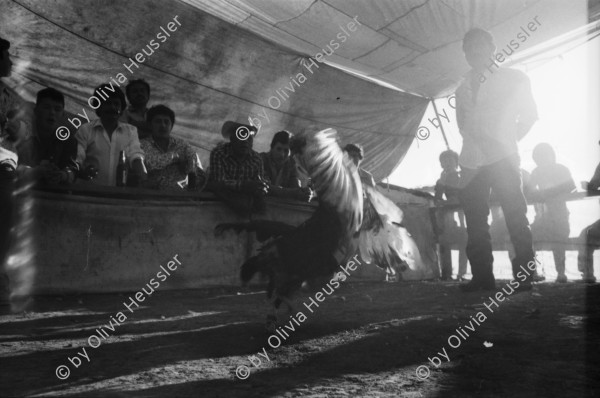 Image of sheet 19890010 photo 1: frtsg. 881150 Hahnenkampf. Kinder spielen am Tischfussball Fussballkasten Töggelikasten in der Nacht. Chamula Familie  Indios Indigena Indigenos vor ihrer Adobe Haus  Lehmhütte in der Nähe von San Cristobal. Antonio Turok vor seinem Haus in San Cristobal. Politische Wandmalereien. Spielzeuglastwagen übermässig gross vor einem Haus mit Junge dahinter. 
'Maternidad libre y voluntaria'  Freiwillige und freie Schwangerschaft. Protestnote für Mütter Frauenkampf  Portrait kleiner Chamula vor Adobe Haus. Kirche in San Cristobal.
Mexico 1989