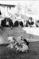 Image of sheet 19890010 photo 5: Hahnenkampf, San Cristobal, Mexico 1989.