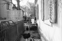 Image of sheet 19890170 photo 36: An der Zweierstrasse gibt es für die BewohnerInne und Quartierbevölkerung ein Café. Auch eine Ausstellung gibt es. Der Garten beherbergt eigene Hühner. Hühnerhof Alter Mann Besucher Zürich 1989 Hausbesetzung Dreieck