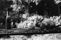 Image of sheet 19890470 photo 36: Ziviler Polizist mit Funk am Helvetiaplatz. drittes 3. Refugium der kurdischen Asylbewerber Innen. am Werplatz in der GBH Strassburgstr. Ligihaus. Städtische Liegenschaftsverwaltung Stadt Zürich Tauben an einem Brunnenrand. Portrait Felix von Muralt am Bahnhof vor Uhr ohne Zeiger. Plattenspieler. Transparent hängt an besetzten Haus an Ankerstr. 124. Enteignet. 'Nur noch ständig für die Miete schaffen? Greifen wir lieber Alle zu den Werkzeugen!! kommt Wohnen vor Eigendumm. Fahrradpneu mit Schutzblech am falschen Ort. Zweierstrasse wird
bemalt. Taube und kanninchen von einem Zauberer in bepflanzten Hof von abgebrochener Zweierstasse 55  Dreieck Wohnungsnot housing protest occupy Zürich 1989 Switzerland Schweiz Suisse