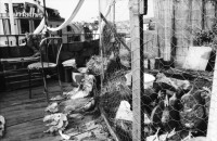 Image of sheet 19890500 photo 16: Ankerstrasse. Besetzt. Eingezäunt mit Stacheldraht versuchen die Bewohner Innen sich gegen eine Räumung zu wehren. Nur symbolisch. Auch der Hühnerhof auf dem Dach ist in Gefahr. Von dort sieht frau auf die Kanonengasse runter. Vis a Vis die Kasernen Uhr. Transparent Räumungsstop. Gänse Kopf hängt über Balkon Geländer. Computer steht auf Balkon Geländer. Zürich 1989 Wohnungsnot Hausbesetzung
