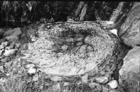 Image of sheet 19890510 photo 16: Wasserverschmutzung