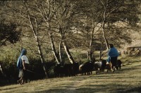 Image of sheet 19893011 photo 15: Fiestas patronales de San Juan de Chamula, Chiapas, 1989.