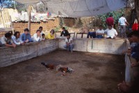 Image of sheet 19893012 photo 14: Mexico, San Cristobal de las Casas, 1989.
