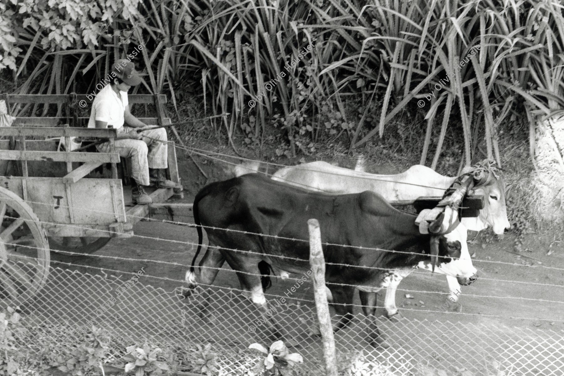 Image of sheet 19900200 photo 27: Eine Ochsengespann. Ochsen Karren Wagen bei Managua Nicaragua 1990 √