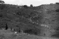Image of sheet 19900230 photo 27: Nach Asturias übernachtete ich in Matagalpa und fuhr am nächsten Morgen nach La Dalia und dort fragte ich die Leute des fsln Frente ob sie mich nach Polo de Yale fahren. Ich ohne Vehikel Auto wie immer aber mit hartem Grind kriegte in einem kleinen Weiler wo mich der mensch hinfuhr ein Pony samt Jüngling, der mich fast sicher nach Yale brachte. Olivia auf Pferd. Auf dem Weg erkannte ich Dona Theodora. Sie habe ich 1984 und 1986 nach dem Tod ihres Mannes und Sohnes, nach dem Contraüberfall fotografiert. Aus Rührung über unser zusammentreffen weinten wir beide.  Bauer der Kooperative. Lehrerin Schule Polo de Yale Kooperative Landwirtschafts Cooperative
Nicaragua 1990