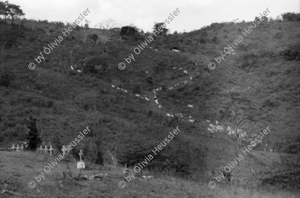 Image of sheet 19900230 photo 27: Nach Asturias übernachtete ich in Matagalpa und fuhr am nächsten Morgen nach La Dalia und dort fragte ich die Leute des fsln Frente ob sie mich nach Polo de Yale fahren. Ich ohne Vehikel Auto wie immer aber mit hartem Grind kriegte in einem kleinen Weiler wo mich der mensch hinfuhr ein Pony samt Jüngling, der mich fast sicher nach Yale brachte. Olivia auf Pferd. Auf dem Weg erkannte ich Dona Theodora. Sie habe ich 1984 und 1986 nach dem Tod ihres Mannes und Sohnes, nach dem Contraüberfall fotografiert. Aus Rührung über unser zusammentreffen weinten wir beide.  Bauer der Kooperative. Lehrerin Schule Polo de Yale Kooperative Landwirtschafts Cooperative
Nicaragua 1990