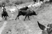 Image of sheet 19900230 photo 32: Sandinistischer Bauer der Cooperative «Polo de Yale» treibt Rinder, Matagalpa Nicaragua 1990.
horse farmer man campesino
