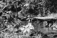 Image of sheet 19900230 photo 37: F