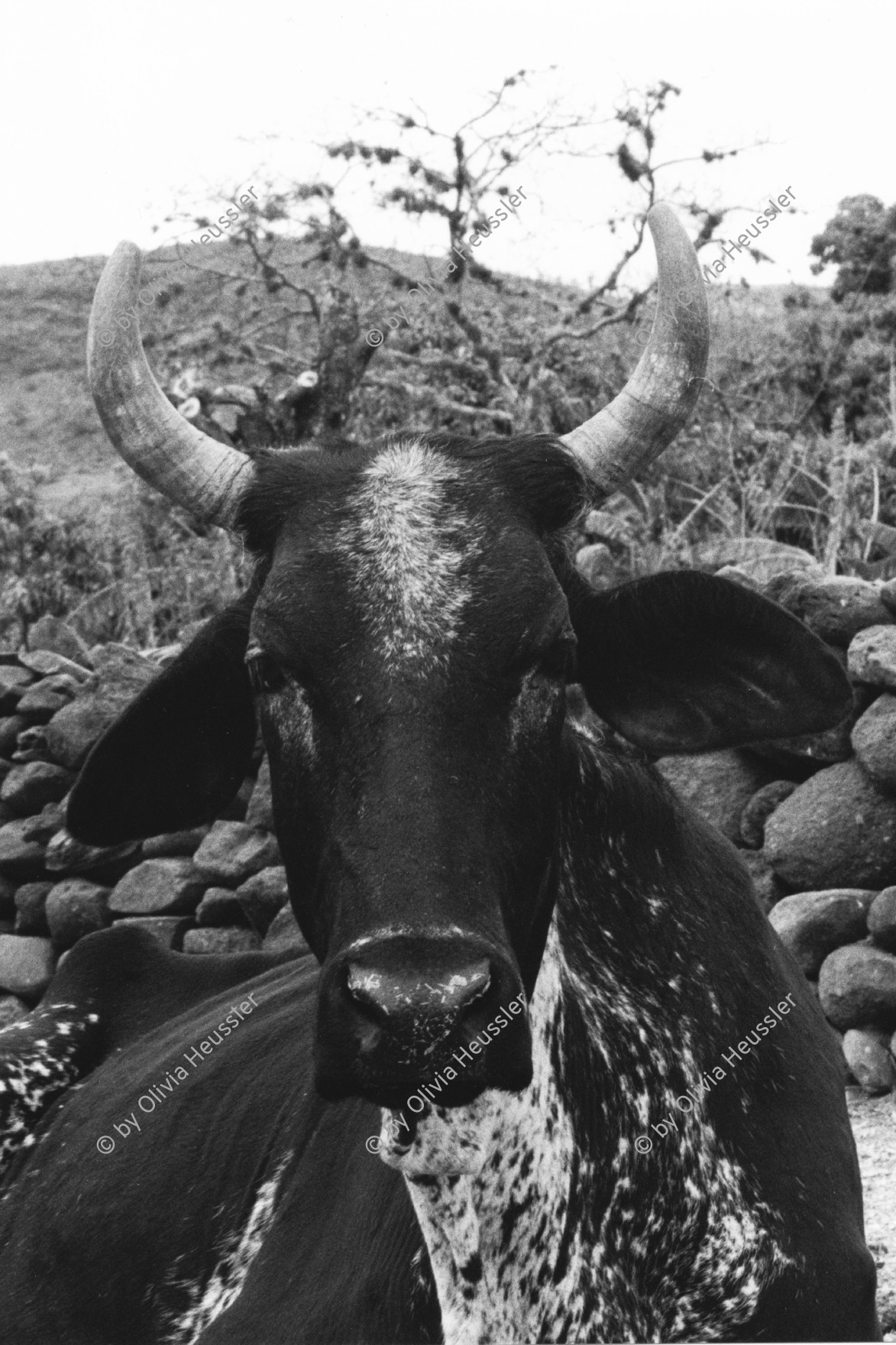 Image of sheet 19900240 photo 19: Milch Kuh mit Hörner Horn in einem kleinen Hof Bauernhof Landwirtschaft bei Esteli in Nicaragua 1990 √