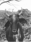 Image of sheet 19900240 photo 20: Milch Kuh mit Hörner Horn in einem kleinen Hof Bauernhof Landwirtschaft bei Esteli in Nicaragua 1990 √