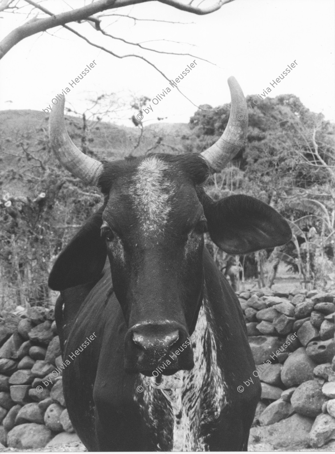 Image of sheet 19900240 photo 20: Milch Kuh mit Hörner Horn in einem kleinen Hof Bauernhof Landwirtschaft bei Esteli in Nicaragua 1990 √