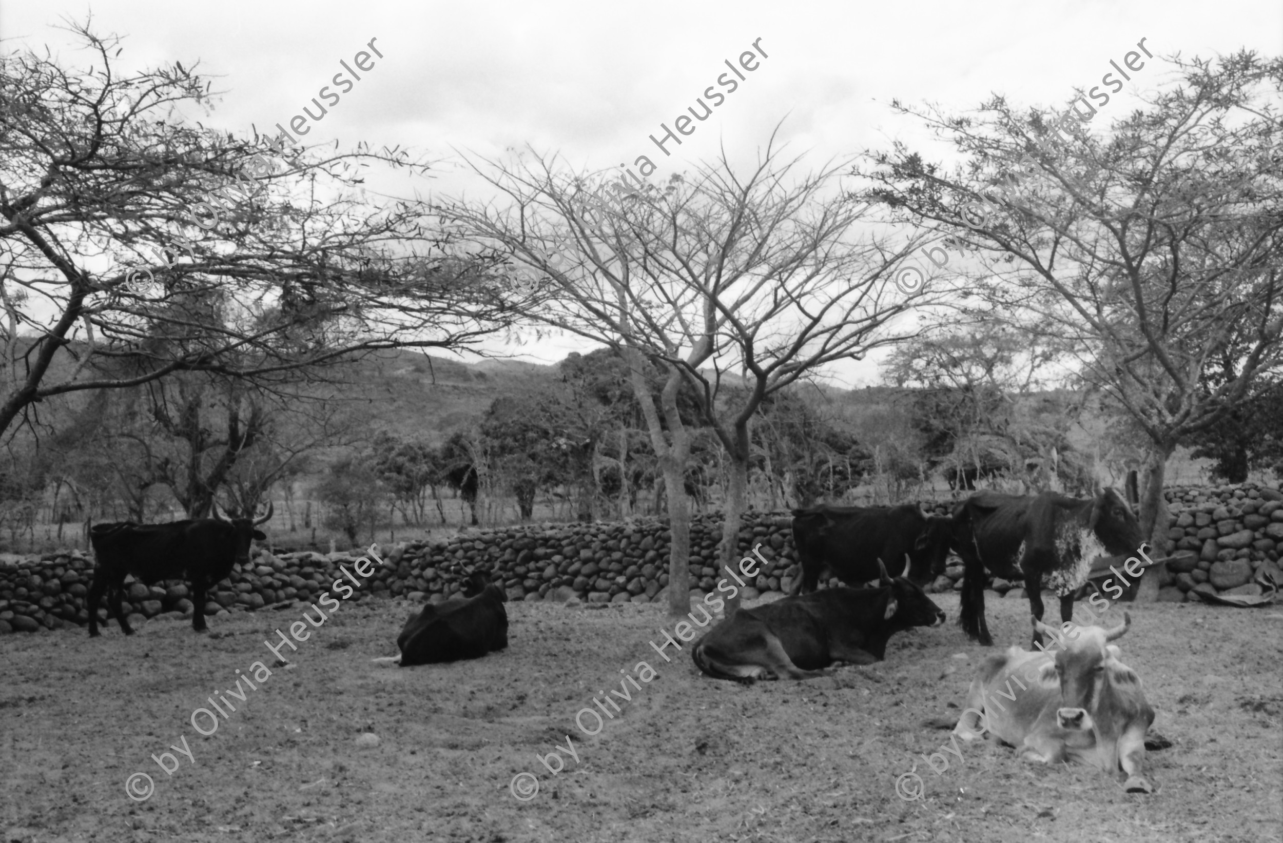 Image of sheet 19900240 photo 21: Portraits X (Vater mit seinen zwei Knaben bei Yale) Donaldo Altamirano, Maler, Bayardo Gamez auch Maler, Masken und Hufeisen. Strasse von Esteli Zwei Kühe. Feuerzeichen in Haut. Entwicklungshelfer aus der DDR. Juanita Brüssel am Computer. Projekt Plantas Medicinales tradicionales ISNAYA . Bibliothek und Apotheke mit Doktor. Dona Rugama (Mutter von Leonel Rugama) Nica. Poet. Tabak Tabakpflanzen eingepackt. Feld Esteli Nicaragua 1990


Tobacco plants are being covered with paper bags so that the seeds can be collected.