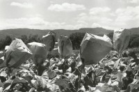 Image of sheet 19900240 photo 33: Tabakpflanzen werden um ihre Samen zu gewinnen eingepakt. Esteli Nicaragua 1990




copyright by Olivia Heussler Exhibition
Out of: From time to time  / Von Zeit zu Zeit
Tobacco plants are being covered with paper bags so that the seeds can be collected.