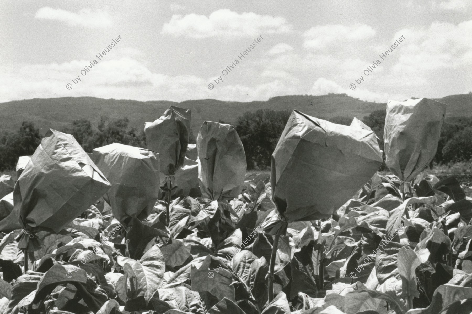 Image of sheet 19900240 photo 33: Tabakpflanzen werden um ihre Samen zu gewinnen eingepakt. Esteli Nicaragua 1990




copyright by Olivia Heussler Exhibition
Out of: From time to time  / Von Zeit zu Zeit
Tobacco plants are being covered with paper bags so that the seeds can be collected.