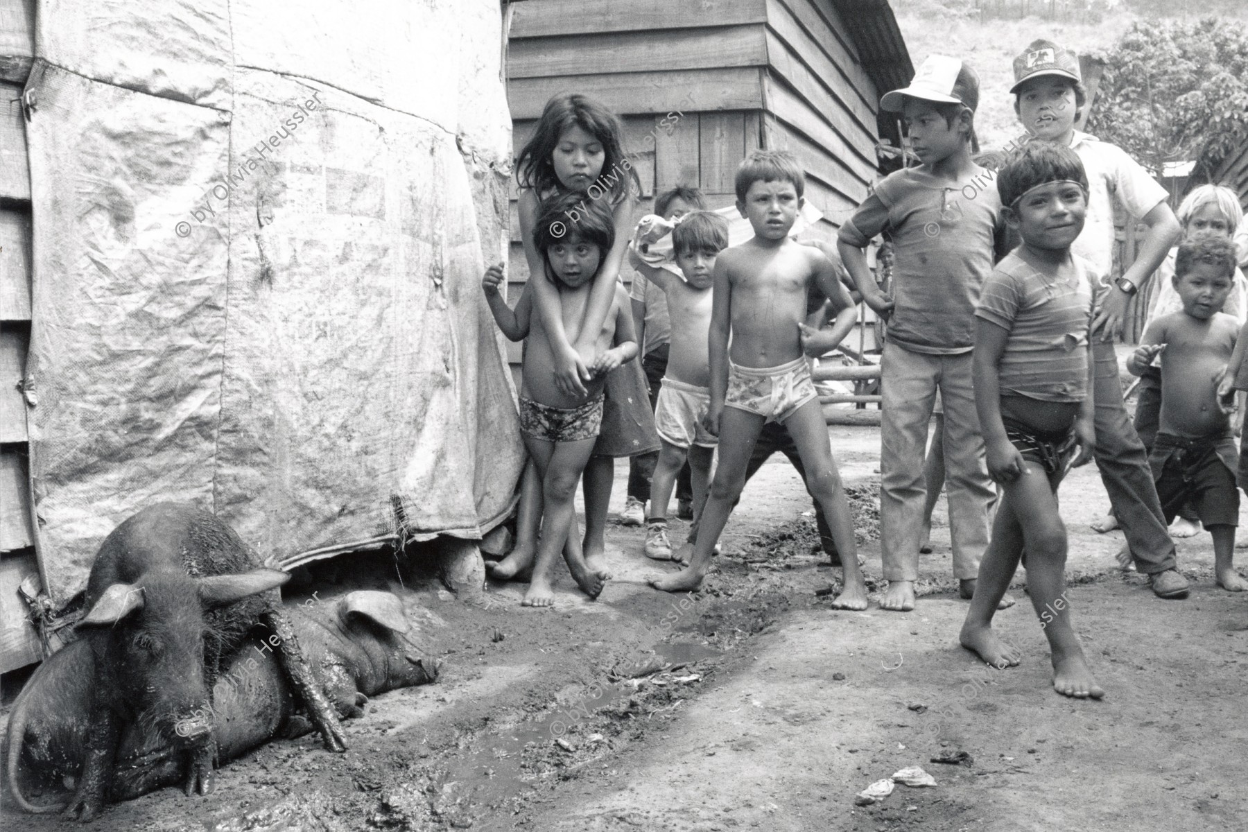 Image of sheet 19900330 photo 17: Diese nicaraguanischen Flüchtlingskinder werden bald wieder voneinander getrennt und in Nicaragua eine neue Heimat finden. Die meisten von ihnen sind in Lagern an der Grenze zu Nicaragua geboren. Refugee Camp Kriegsflüchtlinge War Krieg Flüchtlingslager Lager La Hortaliza Honduras. 04.90 1990 Gruppenbild √
animals pigs tiere schweine

El Alto Comisionado de las Naciones Unidas para los Refugiados (ACNUR, en inglés UNHCR, United Nations High Commissioner for Refugees) es el organismo de las Naciones Unidas encargado de proteger a los refugiados y desplazados por persecuciones o conflictos, y promover soluciones duraderas a su situación, mediante el reasentamiento voluntario en su país de origen o en el de acogida. Tiene su sede en Ginebra, Suiza, y más de 250 oficinas repartidas por todo el mundo