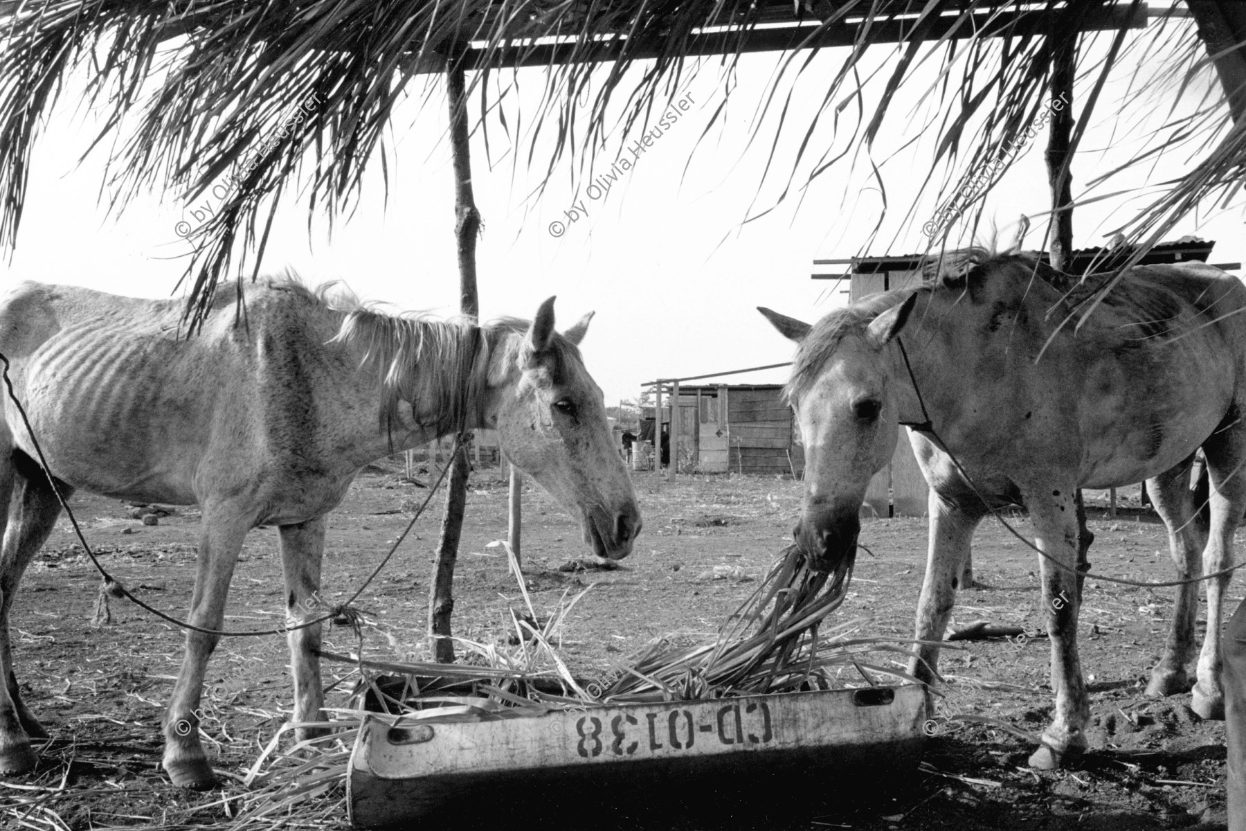 Image of sheet 19900380 photo 17: Diese Pferde stärken sich zur täglichen Arbeit. Sie ziehen Fuhrwerke auf den Strasse Managuas Nicaragua 1990 √
Transport animal horses Tiere Pferde Nahrung